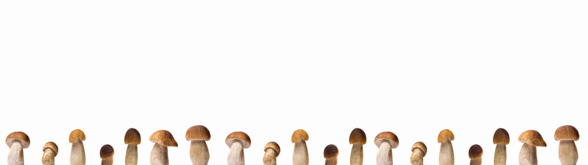 Close up of many different Boletus edulis (king bolete) mushroom isolated on white background banner wide panoramic panorama