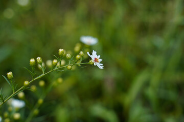 Small white wildflower growing in the outdoors.