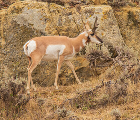 antelope on the side of a mountain