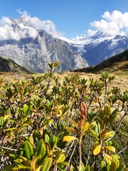 Fototapeta premium flower bush in front of hills and swiss alp mountains