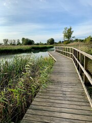 Fototapeta premium wooden bridge in the forest