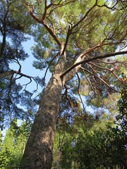 Fototapeta premium trees in the forest