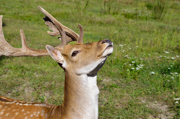 Young deer frolic in the pasture among the green grass