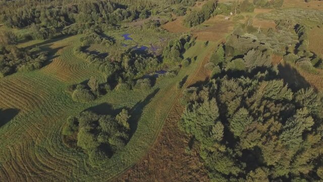 Swampy Area On A Sunny Summer Day. Aerial Arc Right