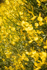 The stems of rush broom with yellow flowers in the spring (Mount Etna)