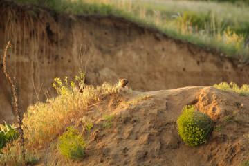 There are one bobak marmot at the sandy entrance to the hole. Green grass is visible in the foreground. A sand pit is visible against a blurred background.