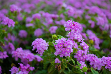 flora y fauna de Malaga 