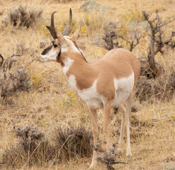 antelope in the wild