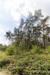 Fototapeta na wymiar The Forrest near Hochelten, Germany