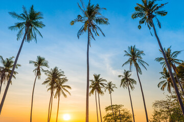 Fototapeta na wymiar Sunset with palm trees with colorful sunset sky, landscape of palms on island