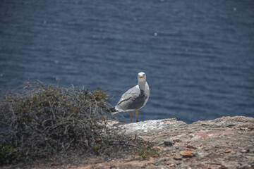 seagull on the beach