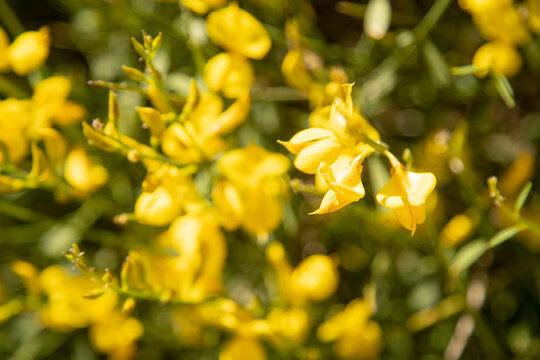 The stems of rush broom with yellow flowers in the spring (Mount Etna)
