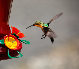 Hummingbird Approaches Nectar Feeder
