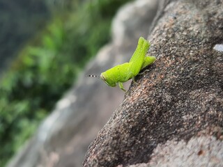 Grillo verde
