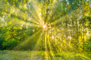 Obraz premium Green forest - panoramic landscape with sun rays light shining through trees