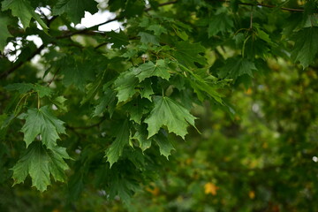 Fototapeta na wymiar Fresh green leaves on the branch with daylight