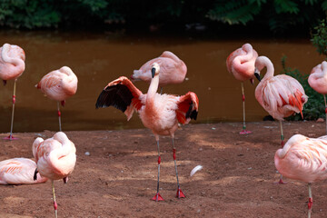 Flock of deep pink Carribbean flamingoes at zoo, spreading the wings