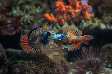 Mandarin fishes fight for territory
