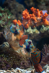 Mandarin fishes fight for territory
