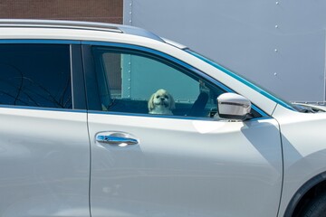 Fototapeta premium A Small White Dog Sticking Its Head Up to Look Out the Window of a White Car