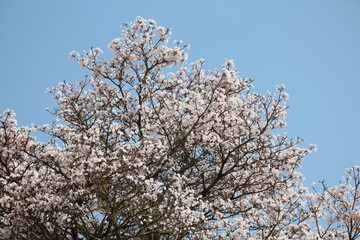 beautiful flowers and sky blue