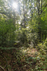 Fototapeta na wymiar The Forrest near Hochelten, Germany