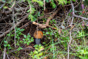 summer mushrooms in green grass after rain