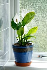 Peace Lily Spathiphyllum spp. Houseplant growing in clay pot on bathroom windowsill