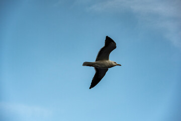 large seagulls accompany the ship on the voyage