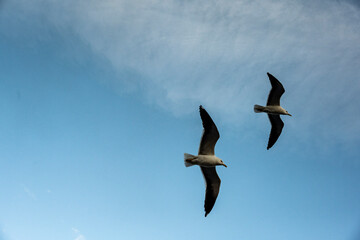 large seagulls accompany the ship on the voyage