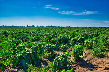 Fototapeta na wymiar A field of red, green peppers. The concept of growing cereals, vegetables. View of the cultivation of peppers. Farming, caring for crops.