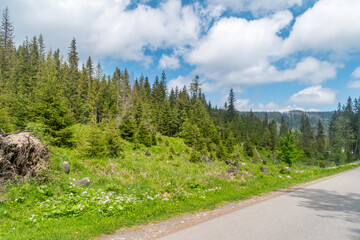 Fototapeta premium Forest landscape view in Tatra National Park.