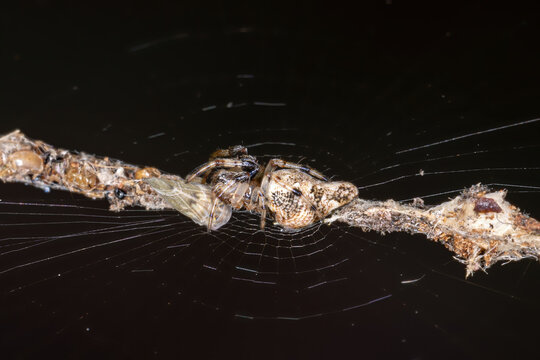 Trashline Orbweaver of the Genus Cyclosa