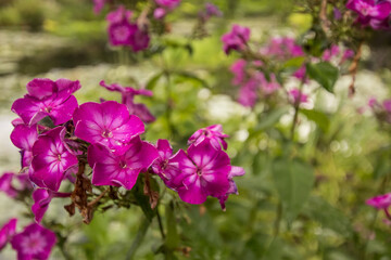 Fleurs sous la pluie