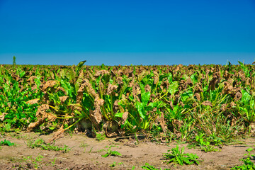 Problem with farming, disease and drought. The concept of a natural disaster in agriculture. Dry,...