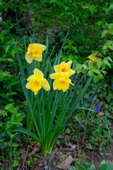 Yellow Tulips in a Patch of Grass