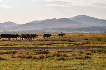 Obraz premium Herd of cattle and buffalo walking on dusty roads. green background and mountain