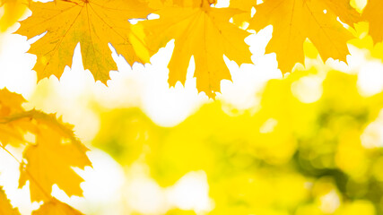 Naklejka na ściany i meble Yellow maple leaves on a blurred background. Autumn background with maple leaves. Creative wallpapers. Copy space