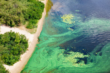The coast on the surface of the river is covered with a pellicle of blue-green algae, copy space. - 377738646