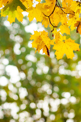 Yellow maple leaves on a blurred background. Autumn background with maple leaves. Creative wallpapers. Copy space