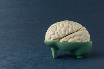 Human brain anatomy model for education physiology isolated on blue background. copy space. no...