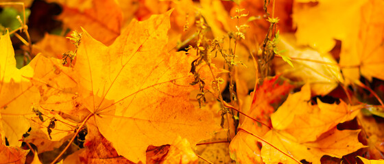 Yellow maple leaves on a blurred background. Autumn background with maple leaves. Creative wallpapers. Copy space