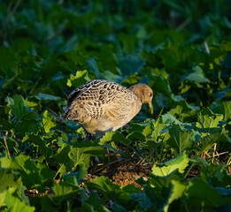 Pheasant in a field 