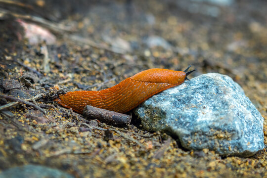 A bright orange slug crawls onto a gray stone