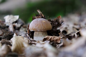 Single mushroom the boletus, also known as  penny bun, cep, porcino or porcini - edible, very tasty forest mushroom.