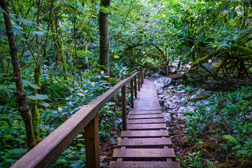 Obraz premium Wooden stairs in the green forest with handrail