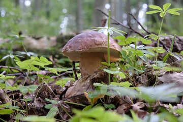 Single mushroom the boletus, also known as  penny bun, cep, porcino or porcini - edible, very tasty forest mushroom.