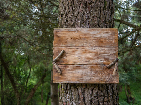 Rustic blank wood sign tied to a tree