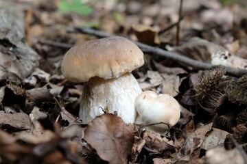 Two mushrooms the boletus - big and little, also known as  penny bun, cep, porcino or porcini - edible, very tasty forest mushroom.