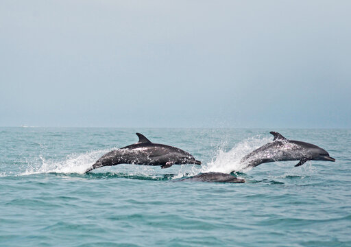 two dolphins jumping